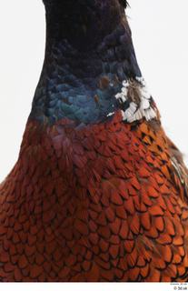 Pheasant  2 chest neck 0001.jpg